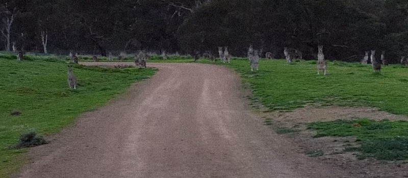 Зомби-кенгуру