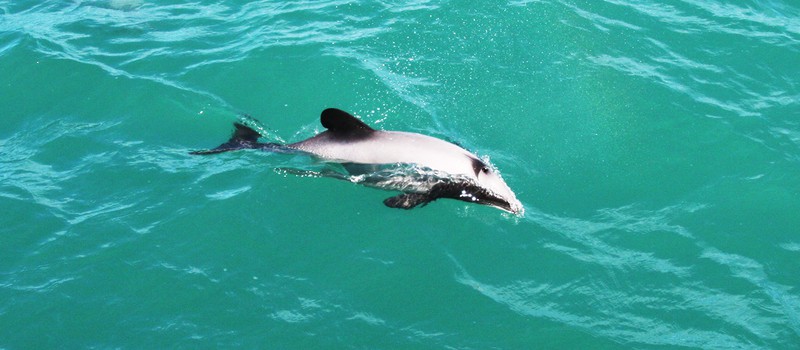 Тупые туристы убили дельфиненка ради #селфи