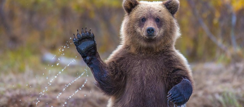 Симулятор Медведя останется без поддержки в связи с интернет-драмой