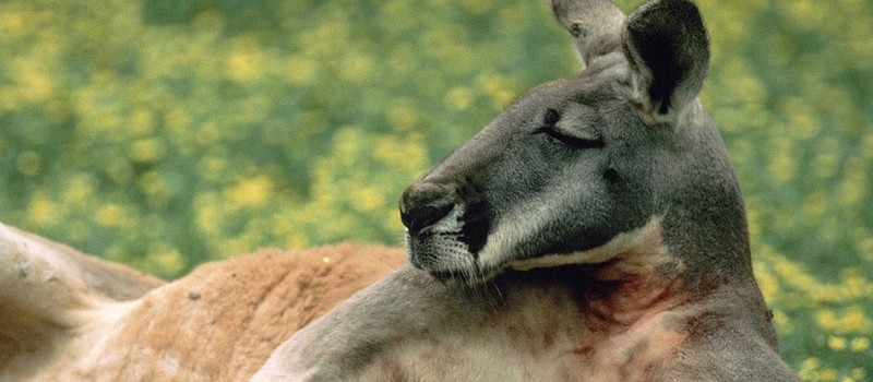Страшная правда о кенгуру