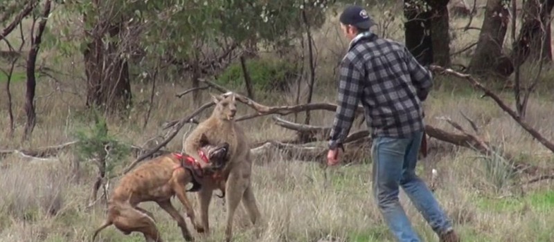Почему этот австралиец набил морду кенгуру