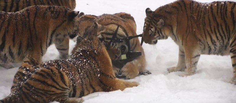 Стая сибирских тигров разорвала летающий дрон