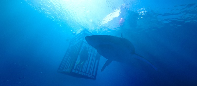 Трейлер акульего хоррора "Синяя бездна"