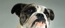 Видео: Собаки в замедленной съемке
