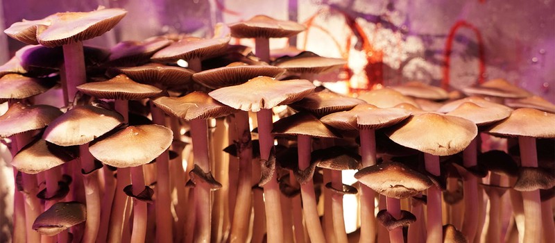 Ученые разгадали секрет магических грибов по производству псилоцибина
