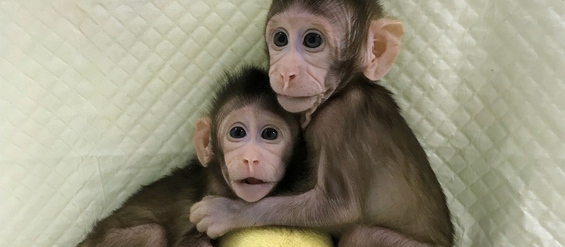 Китайские ученые впервые в мире клонировали обезьян