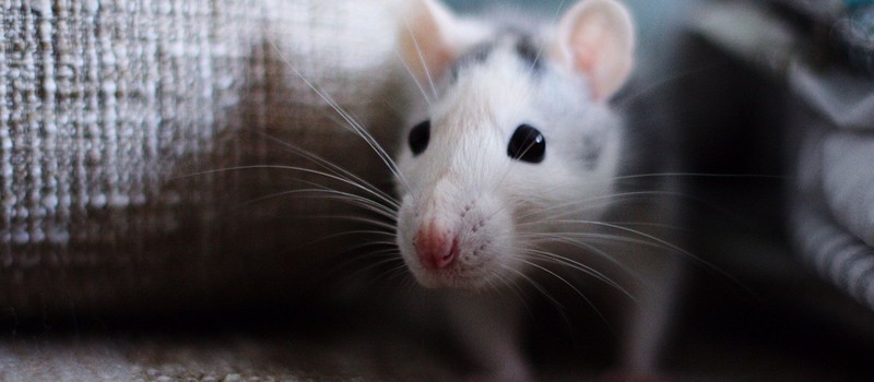 Стэнфордские ученые успешно испытали вакцину от рака на мышах
