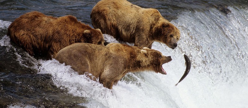 На Аляске заработал медвежий лайвстрим