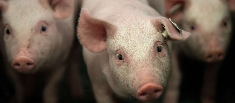 Ученые успешно пересадили выращенные в лаборатории легкие в свиней
