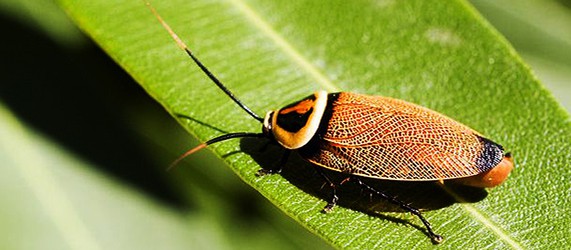 Sunday Science: почему таракана убить сложнее чем зомби