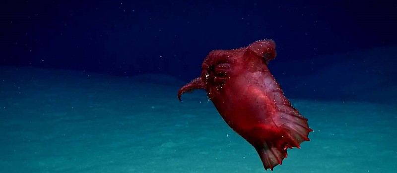 В океане обнаружили морское животное, похожее на курицу без головы
