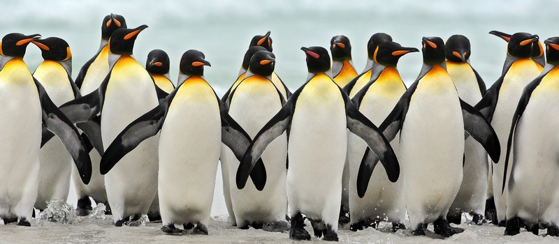 Съёмочная группа BBC Earth спасла пингвинов, нарушив собственное правило