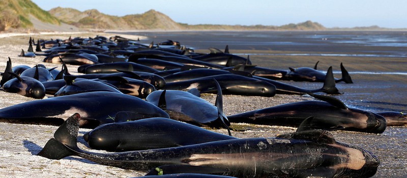 145 чёрных дельфинов выбросились на пляж в Новой Зеландии