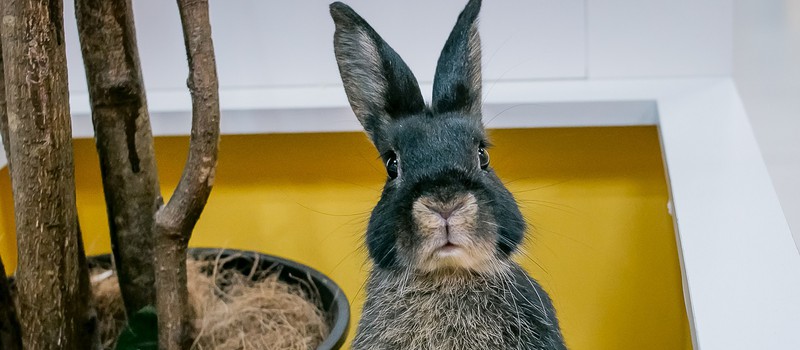 Учёные скрестили ДНК кролика с домашним растением