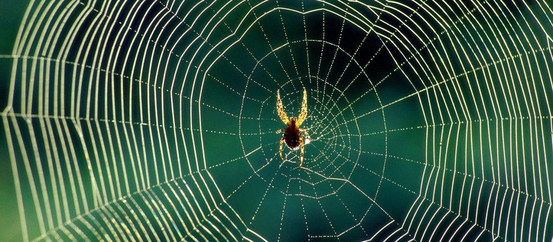 Учёные не рекомендуют убивать пауков, обнаруженных дома
