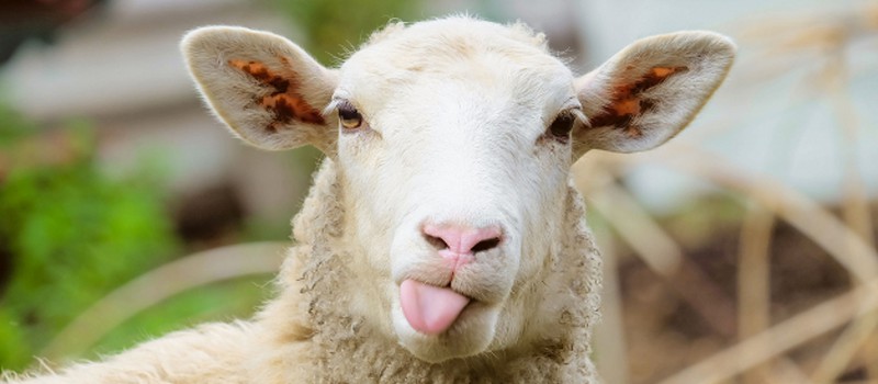 SEGA тизерит PC-версию Catherine изображением овцы