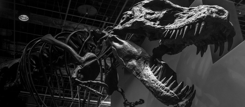 В Канаде обнаружены останки самого большого из известных тираннозавров