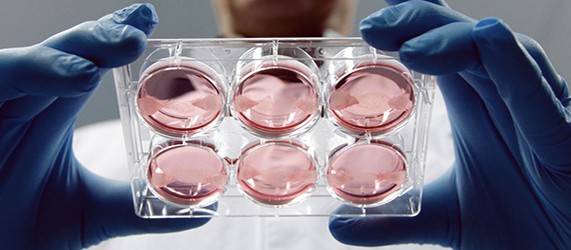 Sunday Science: первые испытания перепрограммированных стволовых клеток начнутся в 2013-м