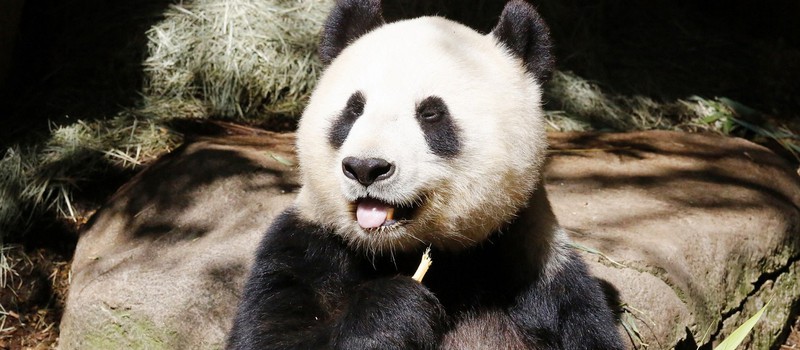 В Китае обнаружили первую в мире панду-альбиноса