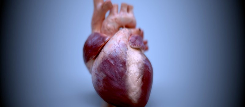 Ученые напечатали на 3D-принтере уменьшенную версию человеческого сердца