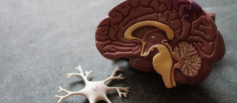 Ученые обеспокоены, что искусственно выращенный человеческий мозг может быть разумным