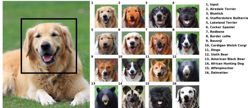 ИИ от Nvidia помогает животным улыбаться на фото