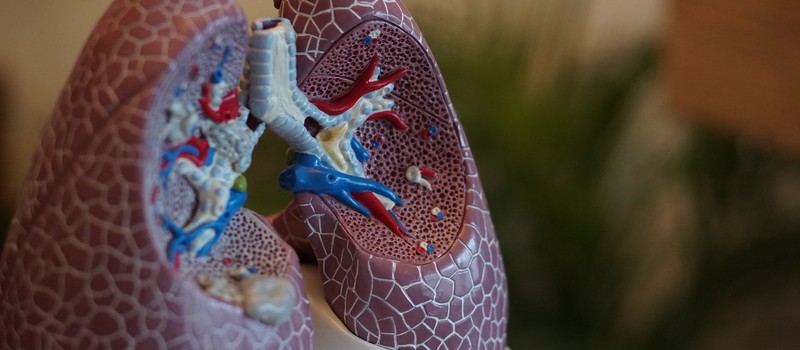 Ученые создали "чертеж" легких, который поможет в регенерации органа
