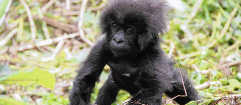 Канал BBC подселил робота-гориллу к живым собратьям