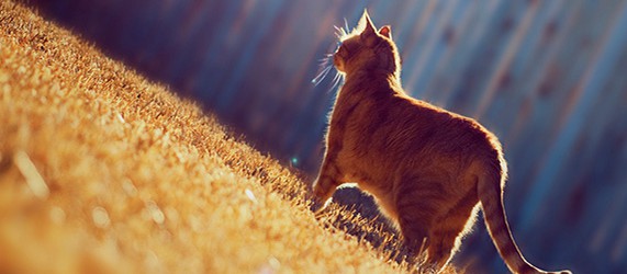 Sunday Science: GPS помог раскрыть секрет века – где кошки пропадают весь день