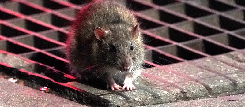 Голодающие крысы переселяются и ведут войну за территории из-за коронавируса