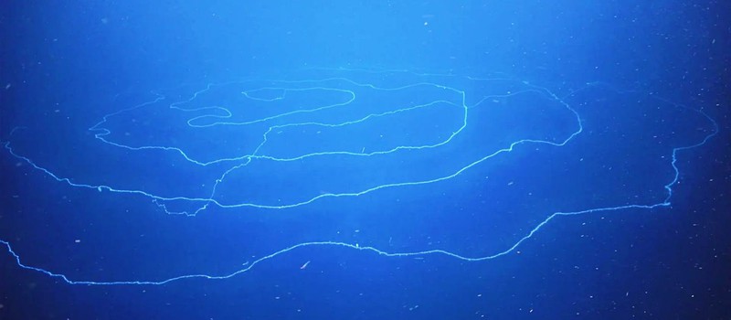 Похоже, в водах Австралии обнаружили самое длинное животное на планете