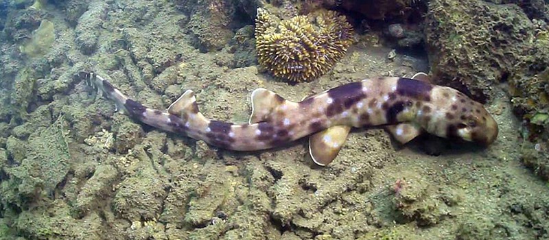 Random Science: Ползающая акула – пример эволюции