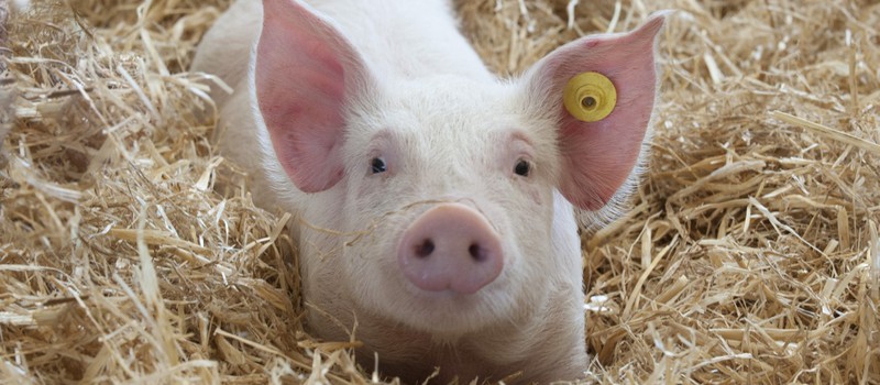 Ученые научили свиней играть в видеоигры