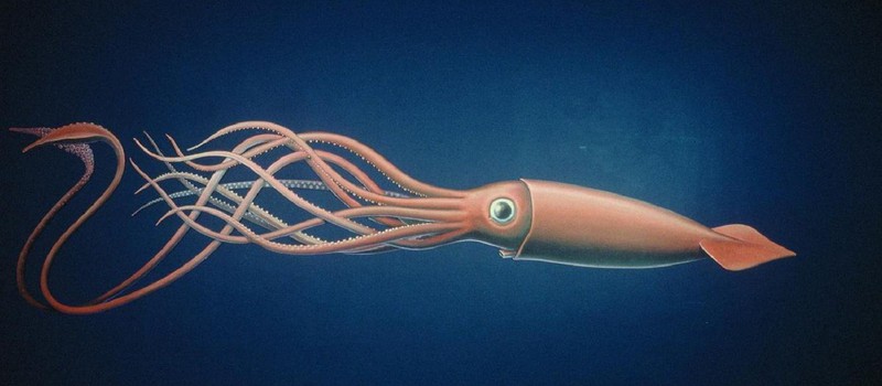 Ученым удалось запечатлеть гигантского кальмара