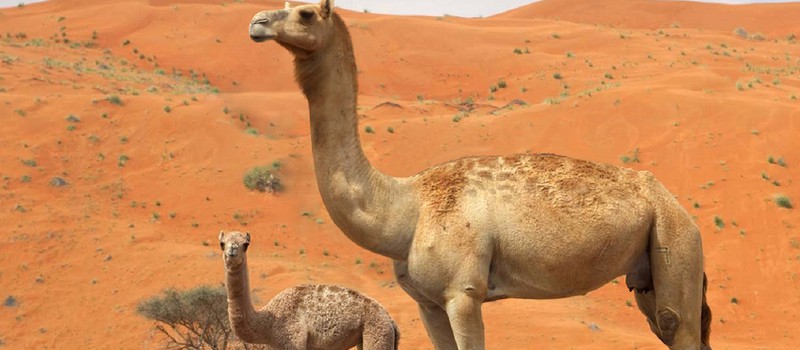 В Калифорнии выкопали кости гигантского доисторического верблюда