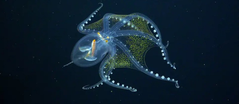 Ученые получили первые изображения нескольких неизвестных морских существ