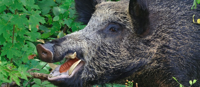 Исследование: Дикие свиньи загрязняют атмосферу сильнее, чем миллион автомобилей