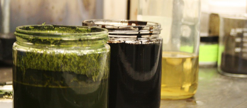 Ученые создали сырую нефть из водорослей всего за 60 минут