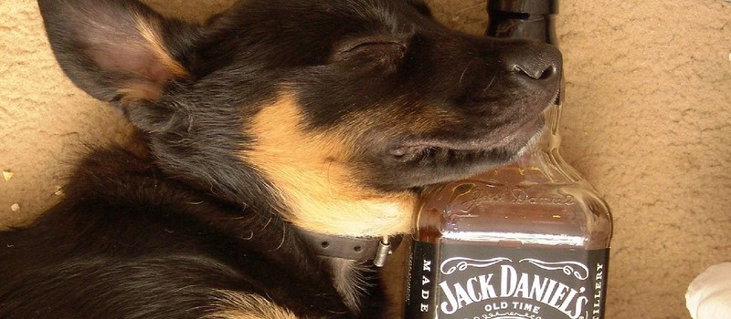 Верховный суд США решит, нарушает ли игрушка для собак в форме бутылки виски права компании Jack Daniel's