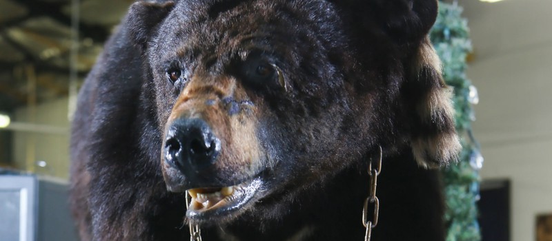 Первый трейлер фильма Cocaine Bear про объевшегося кокаином медведя