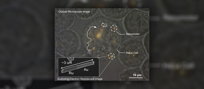 Наномоторы впервые запустили внутри живой клетки
