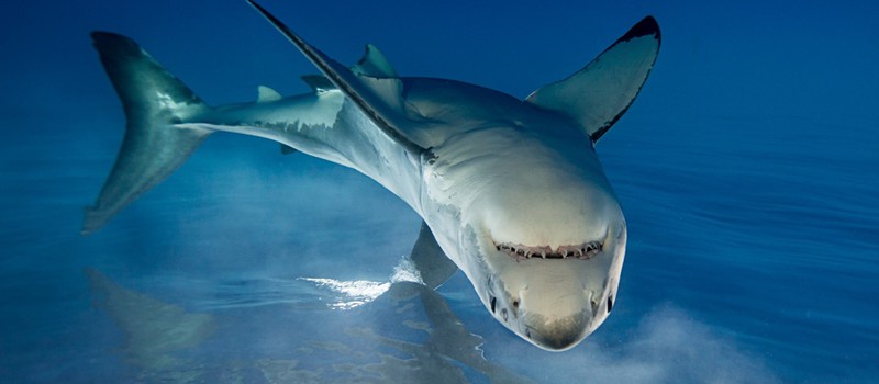 В океане нашли 3.2 тонны кокаина и пользователи уже хотят фильм про акулу-наркомана