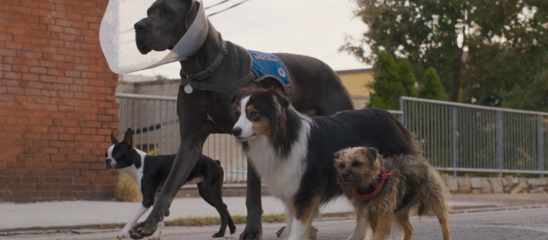 Бродячие собаки мстят владельцу в трейлере комедии Strays