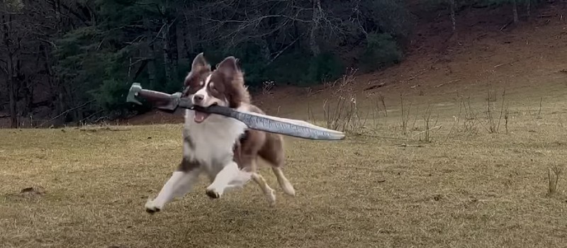 Эта реальная собака с мечом — лучший косплеер Сифа из Dark Souls