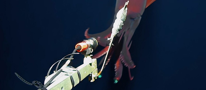 Исследователи сняли редкого биолюминесцентного глубоководного кальмара на видео