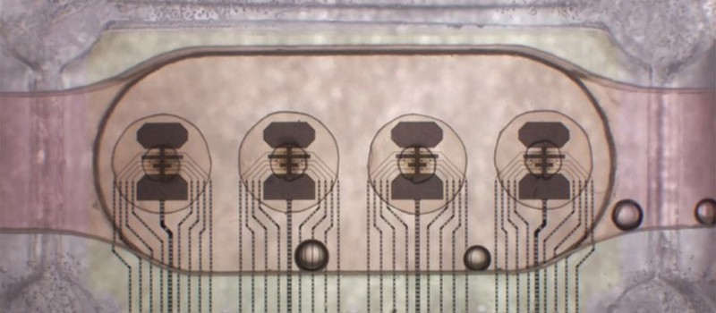 Первый в мире биопроцессор использует 16 мозговых органоидов для экономии энергии