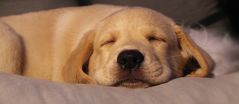 Разработчики Sleeping Dogs делают free-to-play