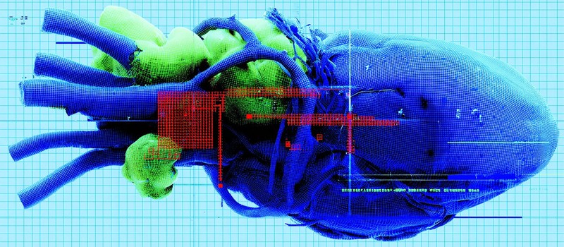 Китайские ученые нашли генетический переключатель, который восстанавливает способность млекопитающих к регенерации органов