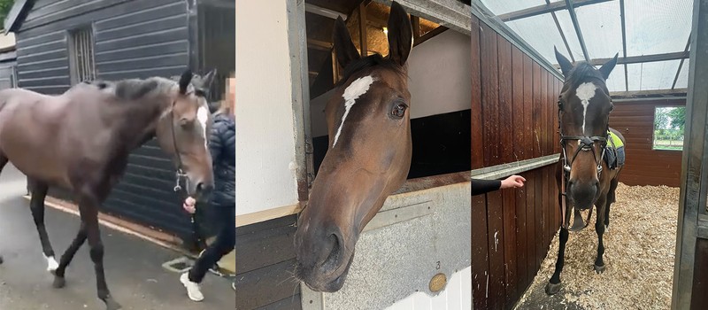 Фанатка аниме-гачи Umamusume решила купить настоящую скаковую лошадь за £6,000 в год