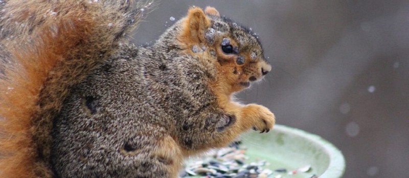 Жители США и Канады начали замечать "зомби-белок" – ученые уверяют, что это безвредно